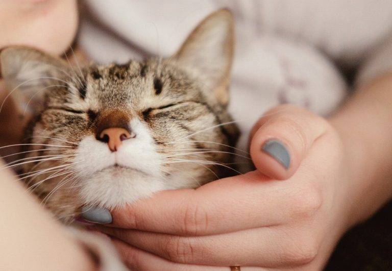 Révélation surprenante : pourquoi la socialisation entre chats…