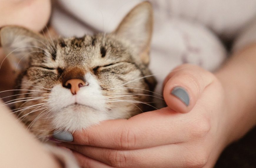 Révélation surprenante : pourquoi la socialisation entre chats est essentielle pour leur bien-être !
