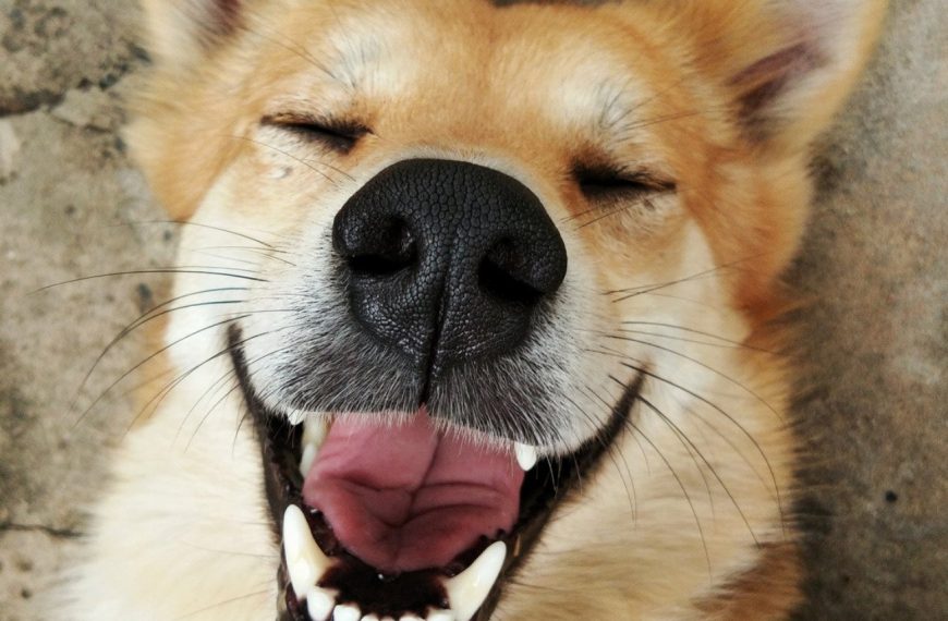 Révélations chocs : Les astuces secrètes pour enfin mettre fin aux comportements destructeurs de votre chien !