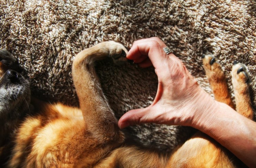 Révélations choquantes : Comment gérer les comportements agressifs envers les humains et éviter le drame !