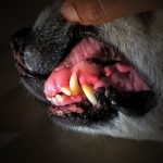 Révélations choquantes : Comment stopper les comportements alimentaires troublants chez votre chien !