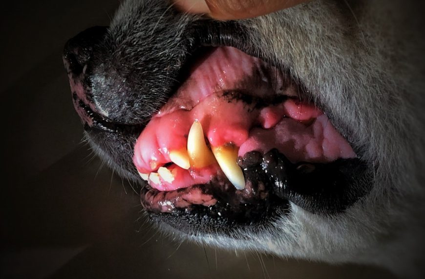 Révélations choquantes : Comment stopper les comportements alimentaires troublants chez votre chien !