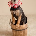 Révélations choquantes : les secrets inavouables des éleveurs de chiens à éviter absolument !