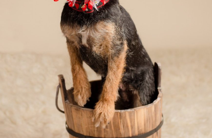 Révélations choquantes : les secrets inavouables des éleveurs de chiens à éviter absolument !