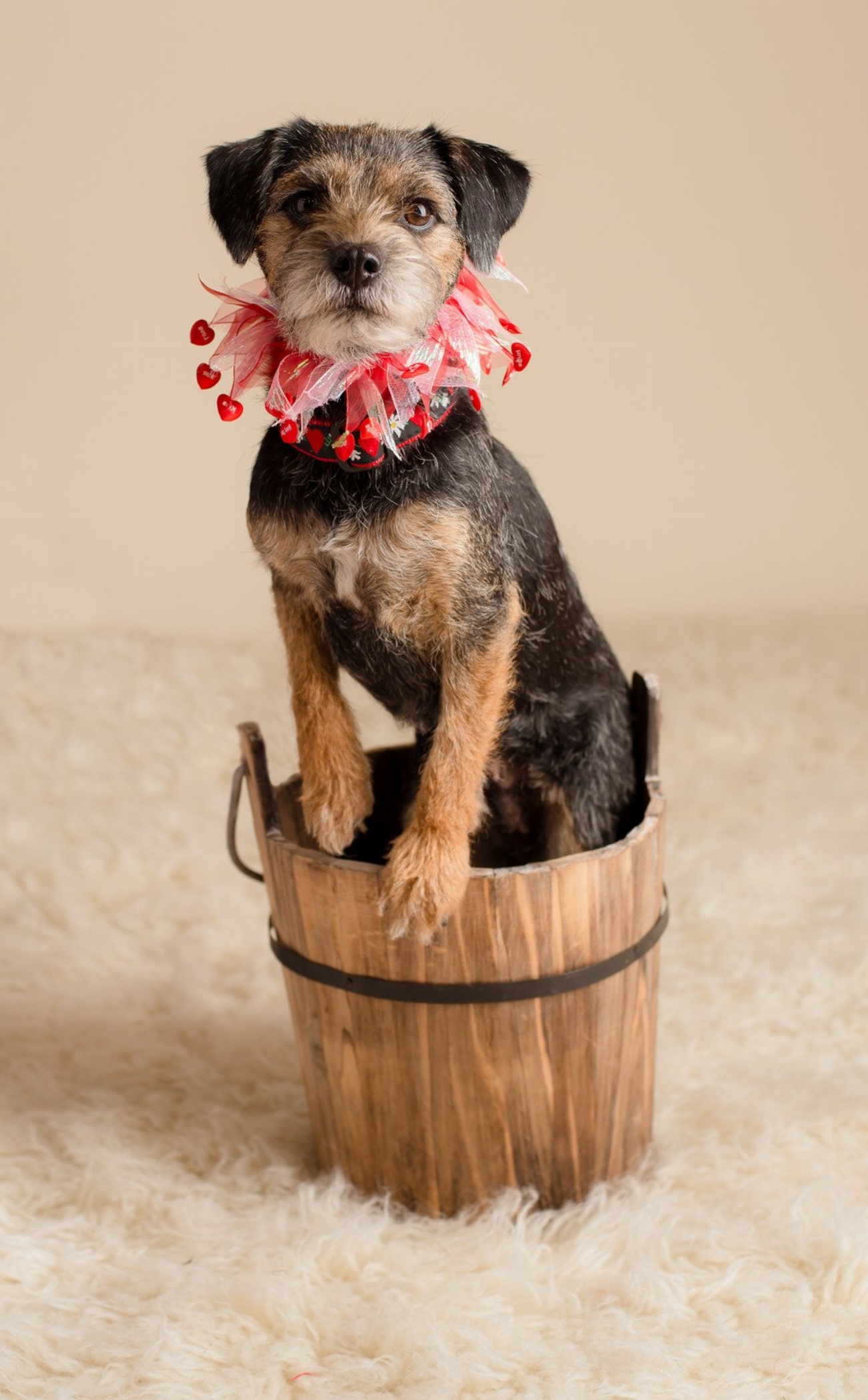 Révélations choquantes : les secrets inavouables des éleveurs de chiens…