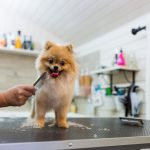 Révélations choquantes : Tout ce que vous devez savoir sur les mystérieuses étapes de la gestation chez les chiennes !