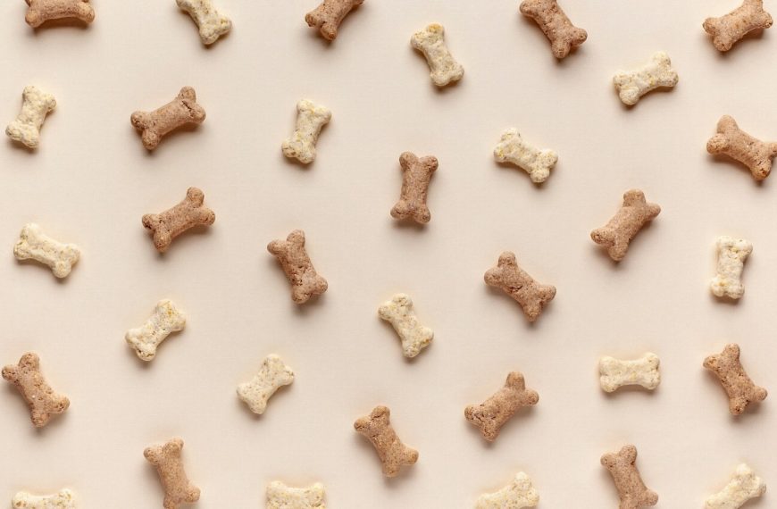 Révélations exclusives : Comment les jeux peuvent révolutionner la vie de votre chien !