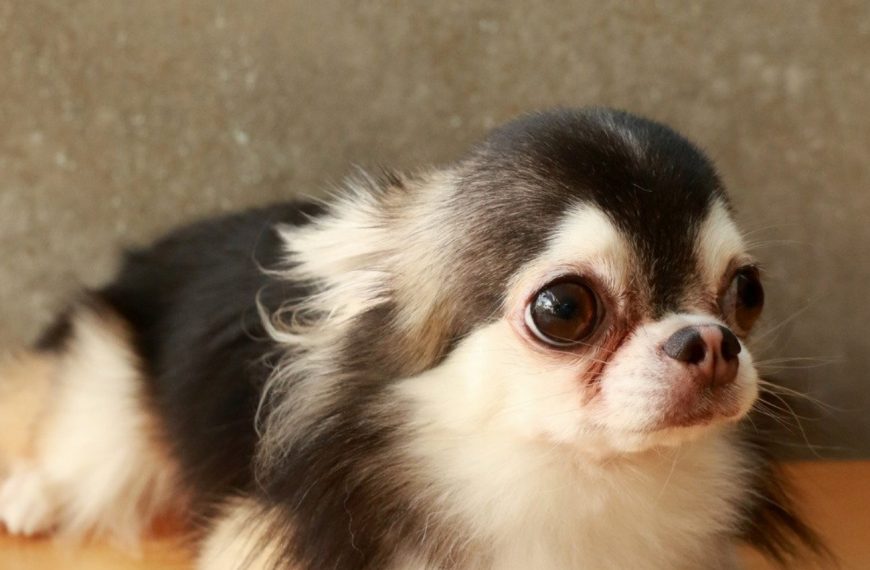 Révélations exclusives : Découvrez le secret infaillible pour calmer instantanément les peurs et phobies de votre chien !