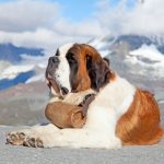 Révélations exclusives : Découvrez les incroyables étapes de la vie d&rsquo;un chien de sauvetage !