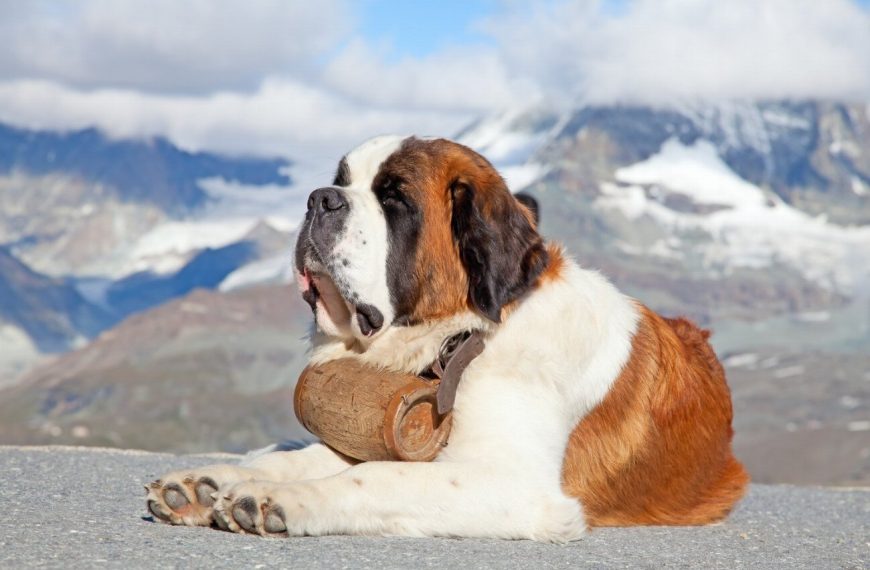Révélations exclusives : Découvrez les incroyables étapes de la vie d&rsquo;un chien de sauvetage !