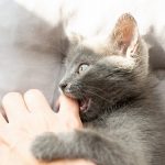 Révélations sur la lutte féroce entre chats : découvrez comment apaiser les tensions !