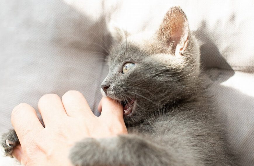 Révélations sur la lutte féroce entre chats : découvrez comment apaiser les tensions !