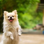 Révélations sur le comportement territorial du chien : ce que vous ne saviez pas !