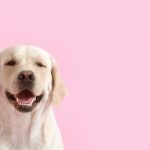 Révélations surprenantes : Comment aider son chien à surmonter la perte déchirante d&rsquo;un compagnon !