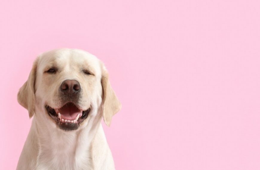 Révélations surprenantes : Comment aider son chien à surmonter la perte déchirante d&rsquo;un compagnon !