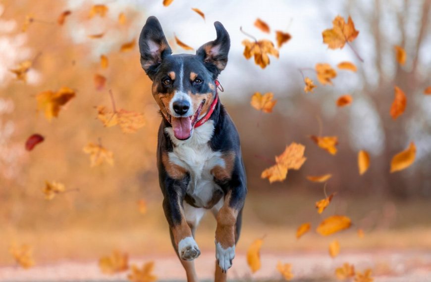Révélations surprenantes : Découvrez comment la présence d’un chien peut transformer la vie de vos enfants !