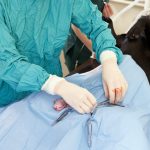 Révélations surprenantes : découvrez comment la rééducation post-opératoire transforme la vie des chiens !