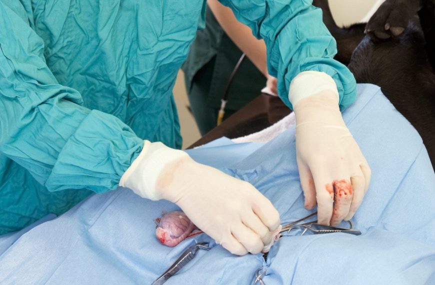 Révélations surprenantes : découvrez comment la rééducation post-opératoire transforme la vie des chiens !
