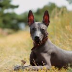 Révélations surprenantes : Découvrez comment la réflexologie peut transformer la vie de votre chien !