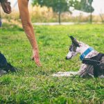 Révélez le secret des techniques de dressage les plus efficaces pour votre chien !