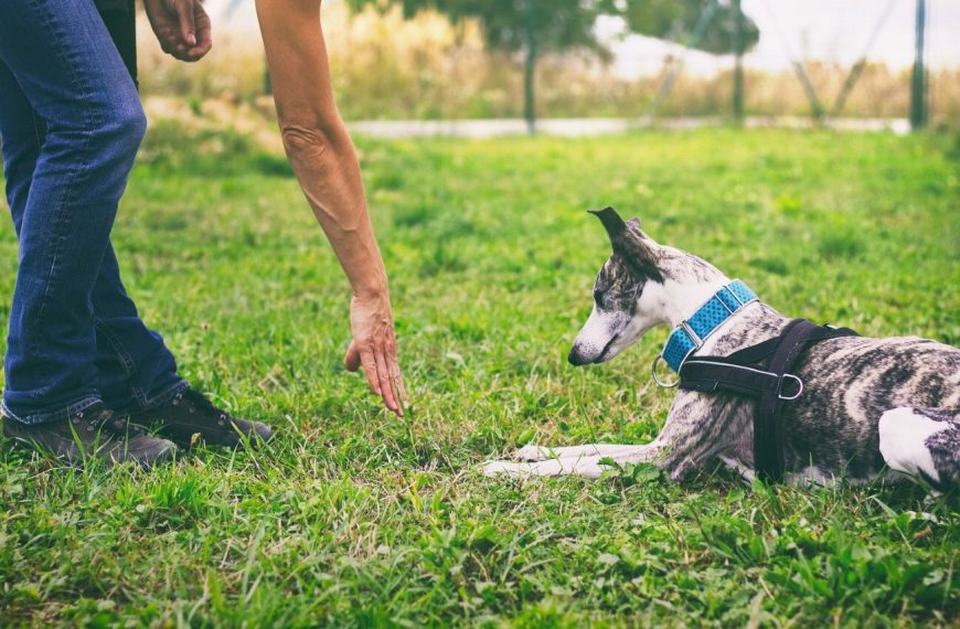 Révélez le secret des techniques de dressage les plus efficaces pour votre chien !