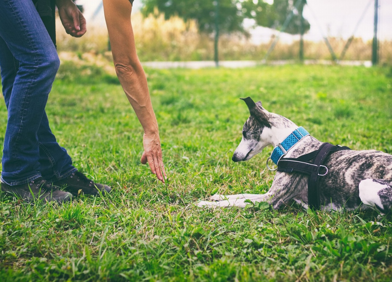 Révélez le secret des techniques de dressage les plus efficaces…