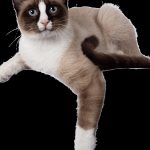 Révélez le secret ultime pour dresser votre chat en un clin d&rsquo;œil grâce à la technique révolutionnaire du clicker training !