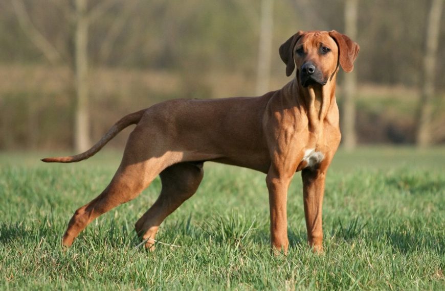 Rhodesian-Ridgeback : guide race de chien