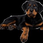 Rottweiler : guide race de chien