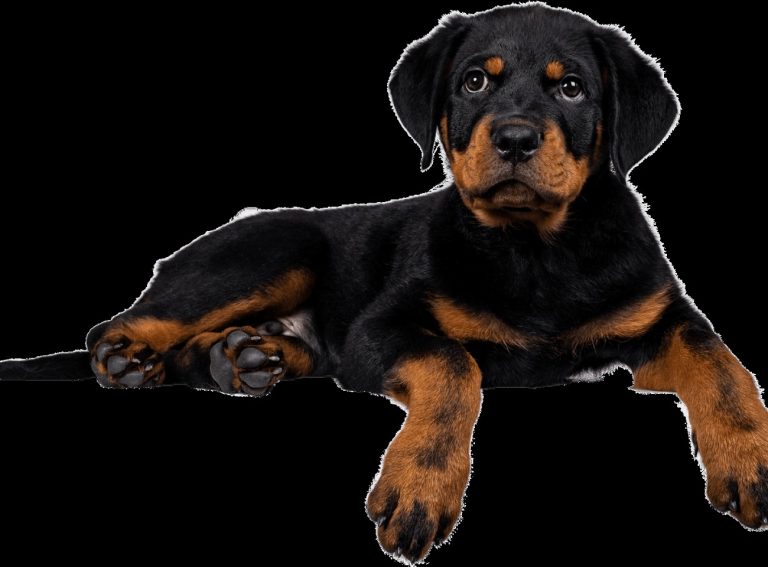 Rottweiler : guide race de chien
