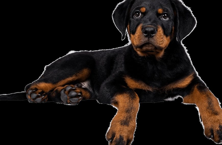 Rottweiler : guide race de chien