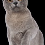 Sacré de Birmanie : guide race de chat