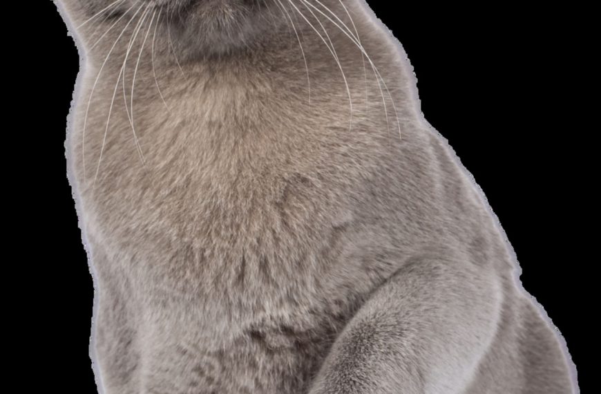 Sacré de Birmanie : guide race de chat