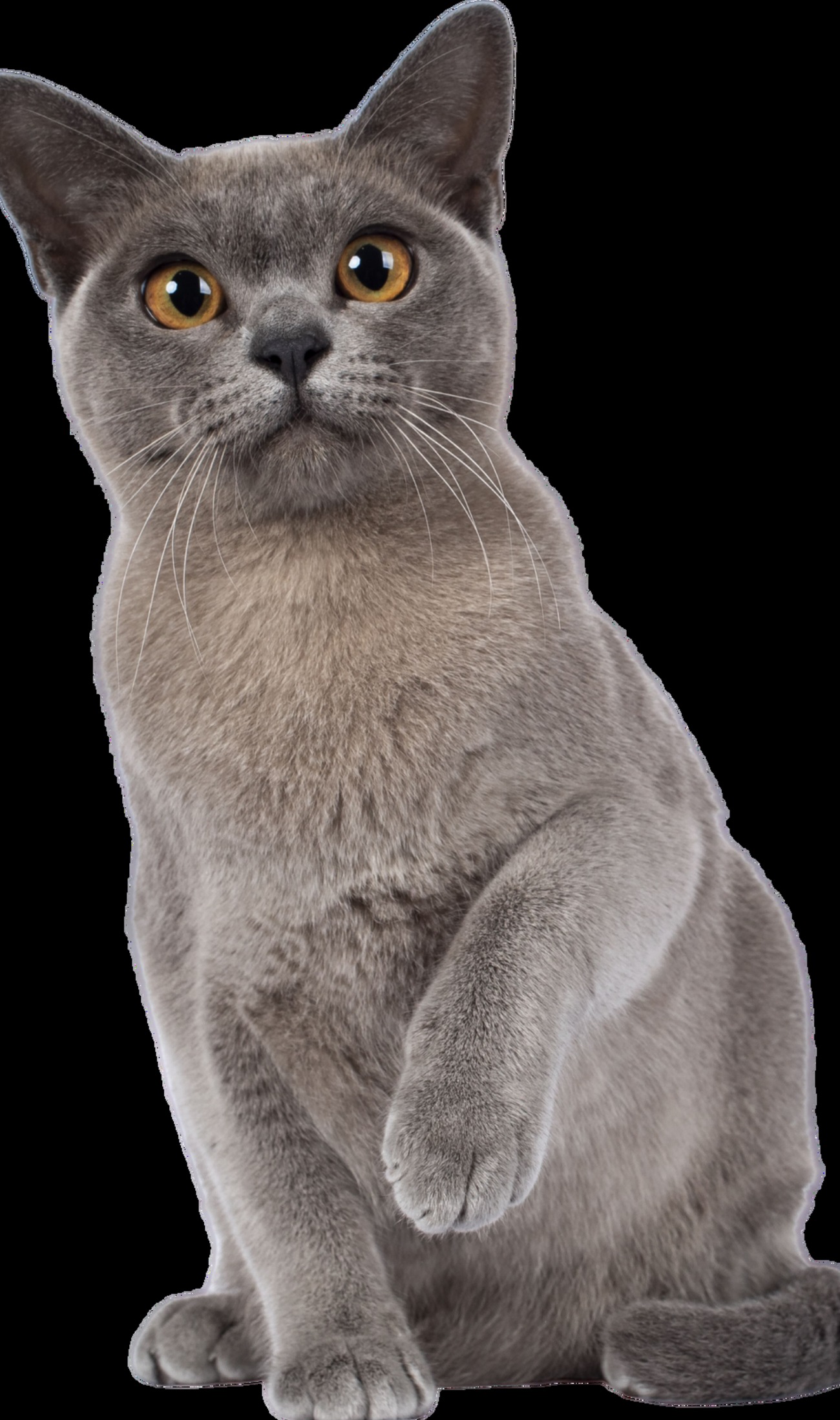 Sacré de Birmanie : guide race de chat