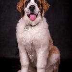 Saint-Bernard : guide race de chien