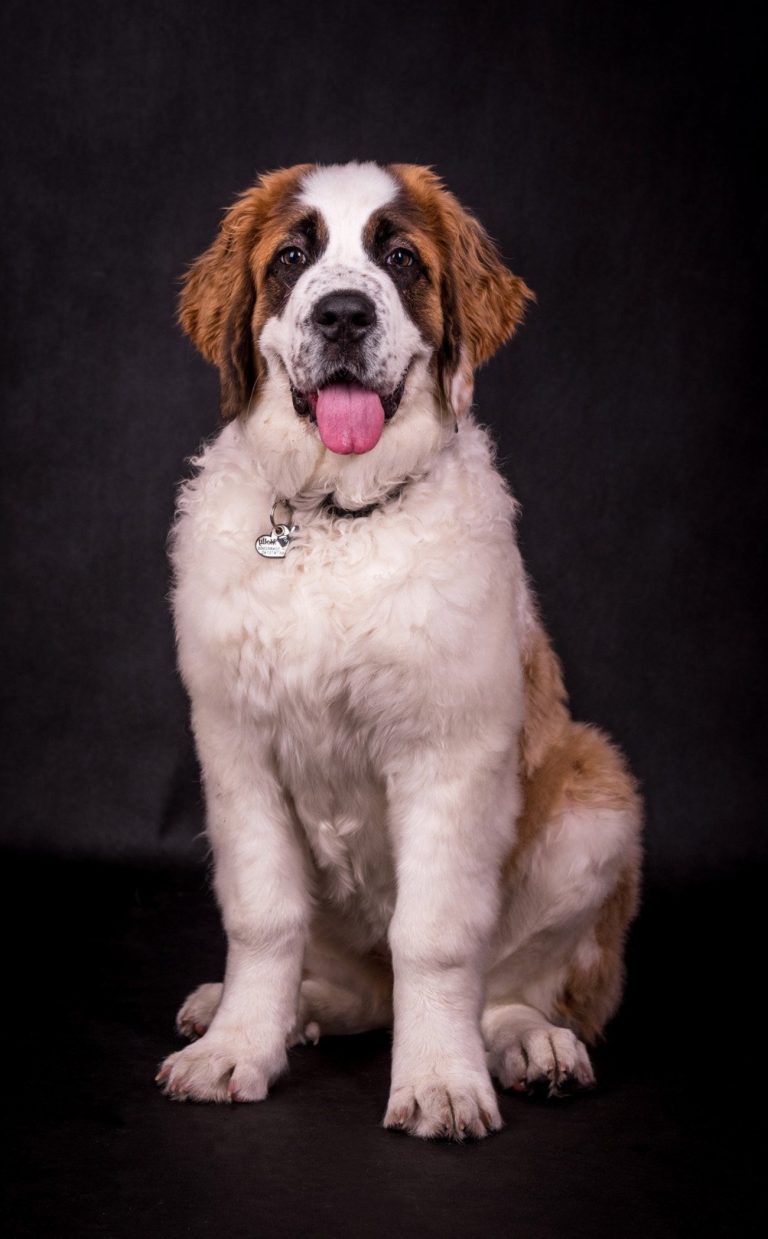 Saint-Bernard : guide race de chien