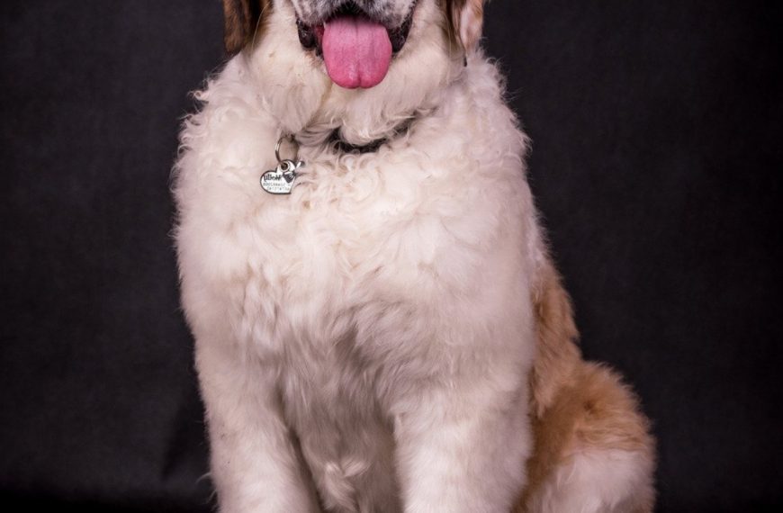 Saint-Bernard : guide race de chien