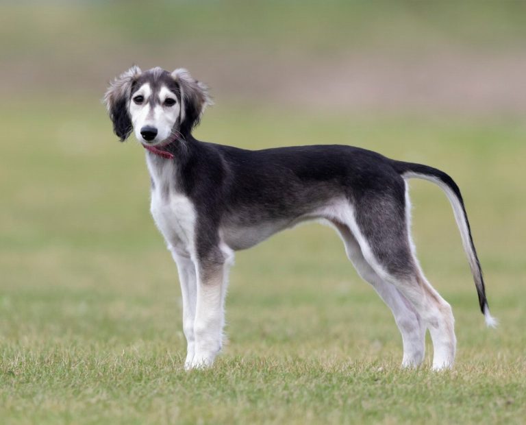 Saluki : guide race de chien