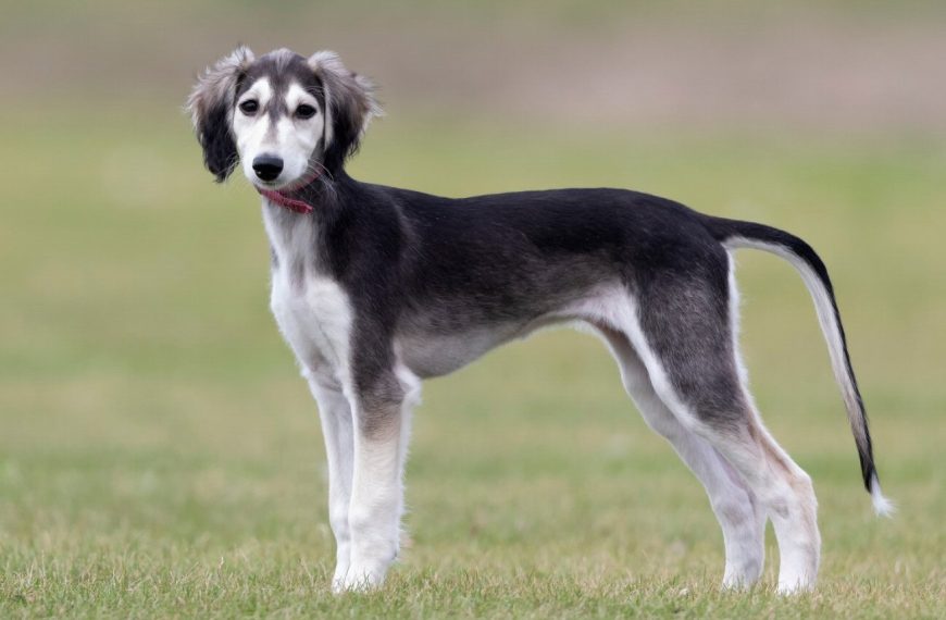 Saluki : guide race de chien