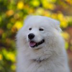 Samoyède : guide race de chien