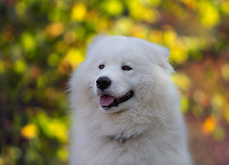 Samoyède : guide race de chien