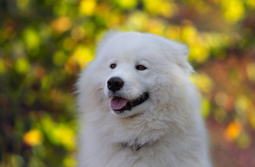 Samoyède : guide race de chien