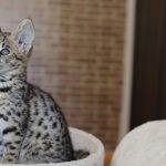 Savannah : guide race de chat