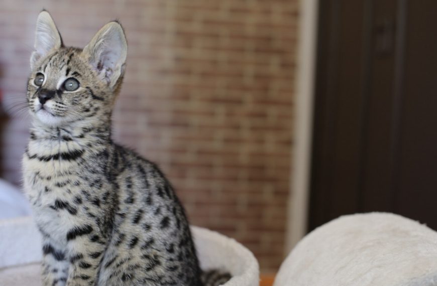 Savannah : guide race de chat