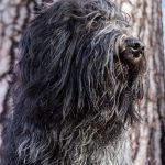 Schapendoes : guide race de chien