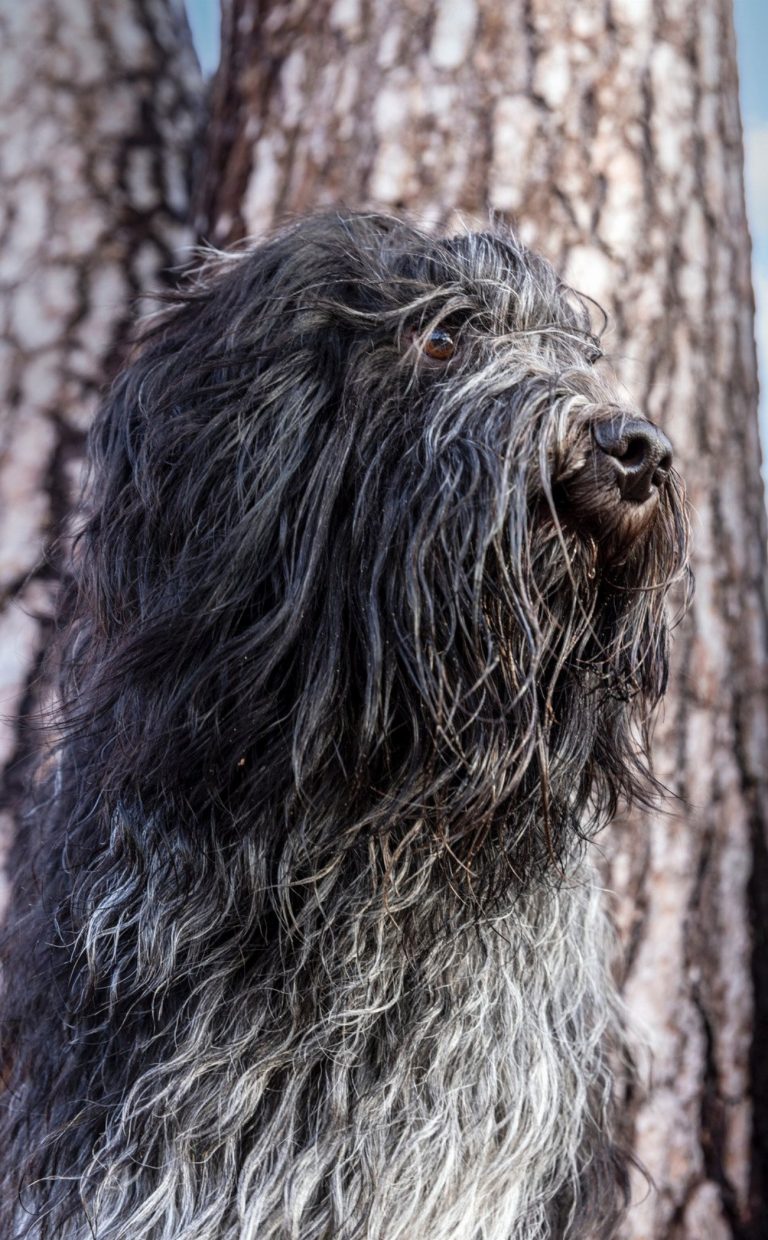 Schapendoes : guide race de chien
