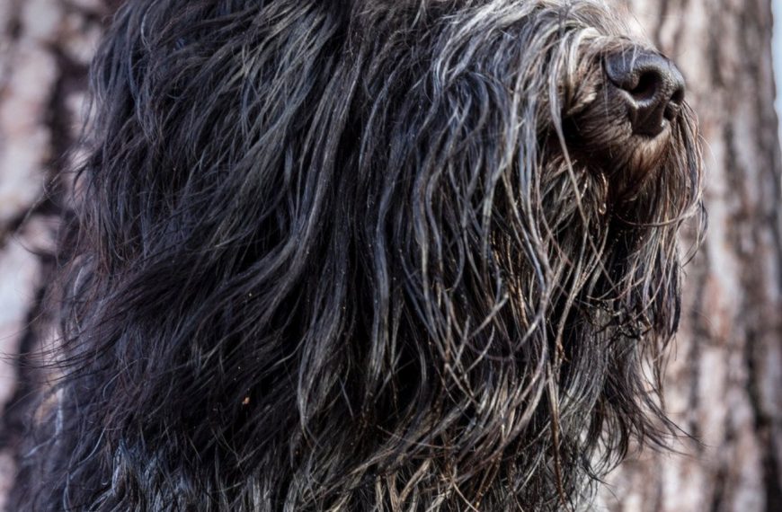 Schapendoes : guide race de chien