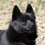 Schipperke : guide race de chien