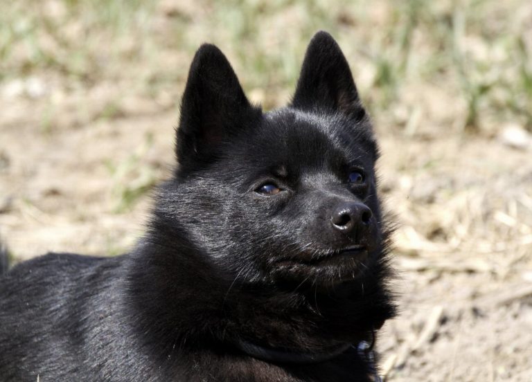Schipperke : guide race de chien