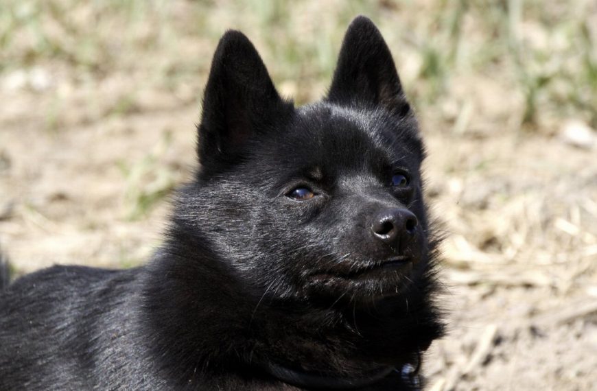 Schipperke : guide race de chien
